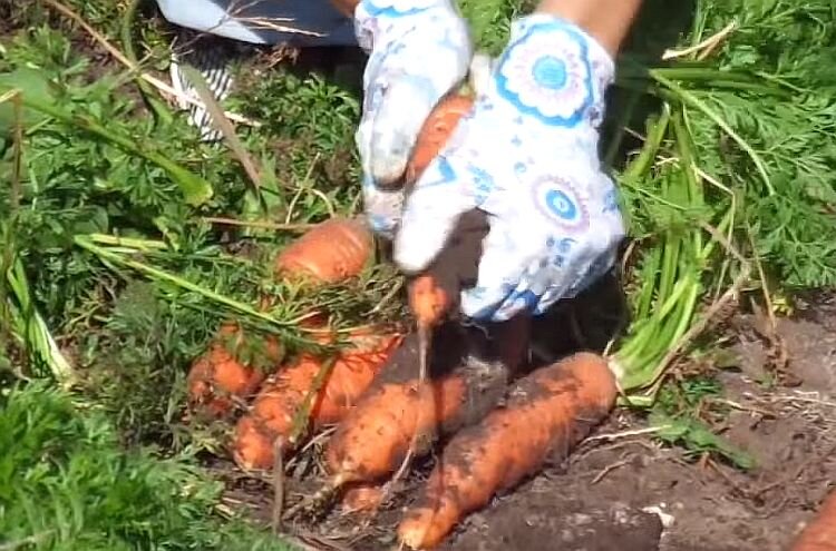 Морковь короткоплодная сорта. Когда надо убирать морковь. Вытягивание морковки. Какого числа нужно выкапывать морковь и свеклу.