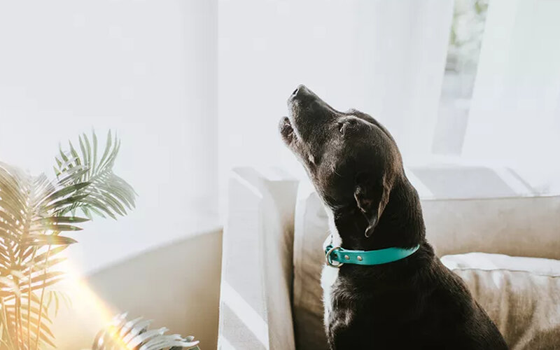 Собачий вой это чаще всего не про дурное поведение, а про коммуникацию. Фото Catherine Falls Commercial/Getty Images