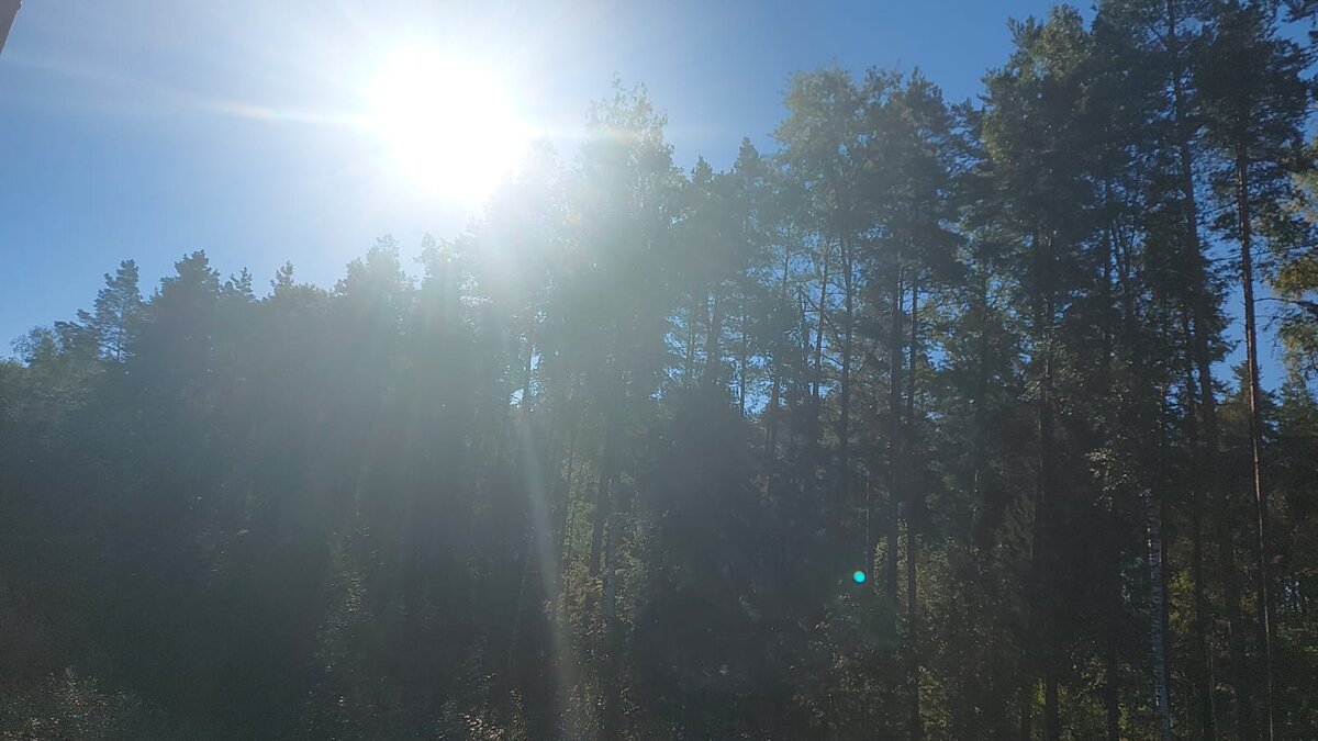 Красавицы сосны стоят неподвижно и величественно, а над ними уже пробиваются лучи восходящего солнца. Поют птицы. Хочется остановить мгновенье…