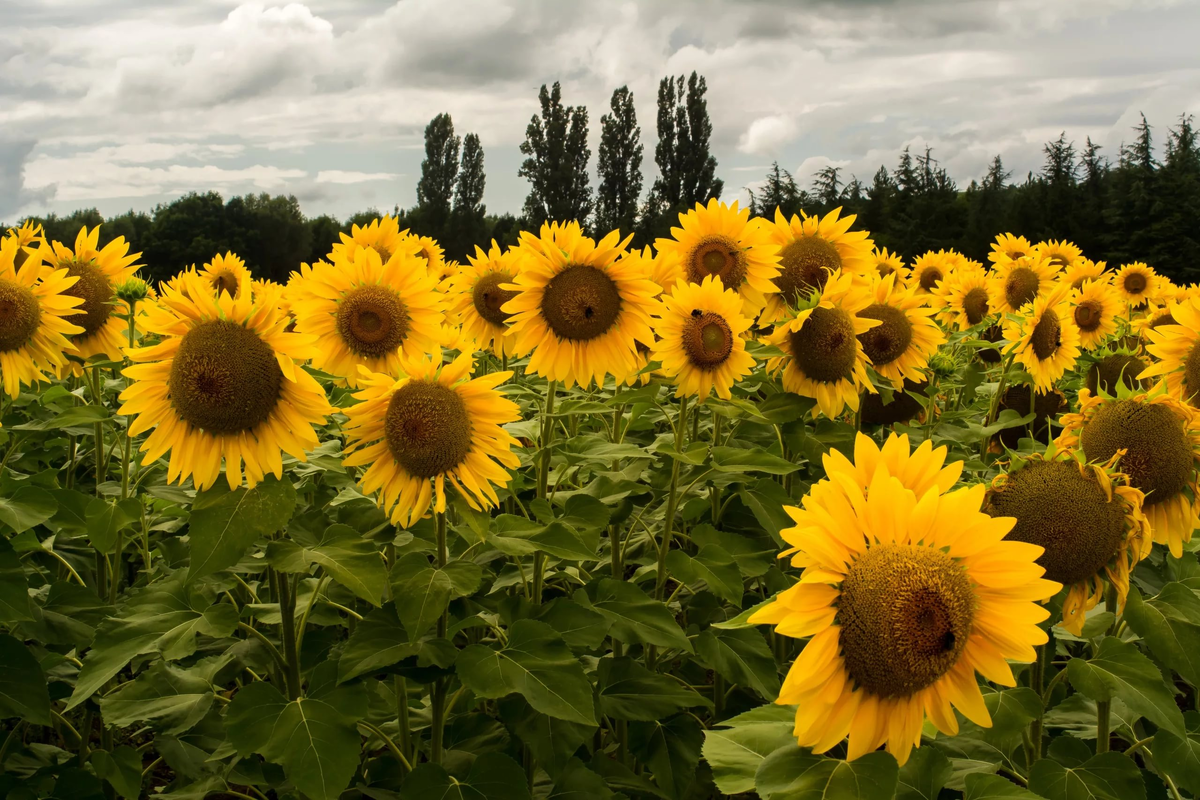 то, что скрывают подсолнухи...