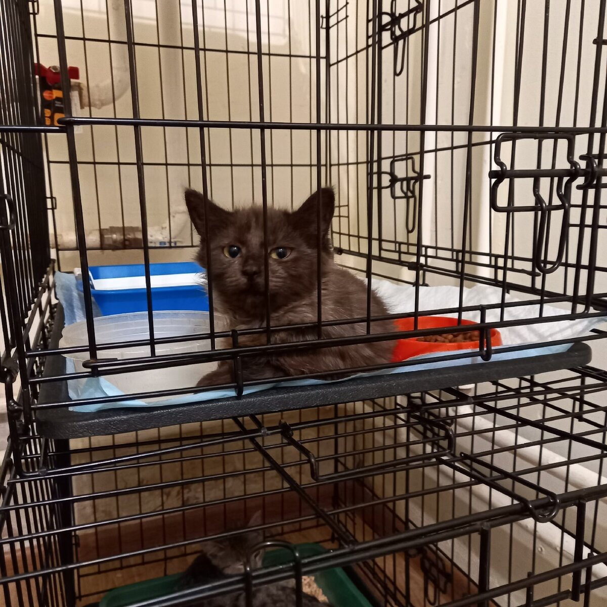 Нестле, уже здорова, ищем дом