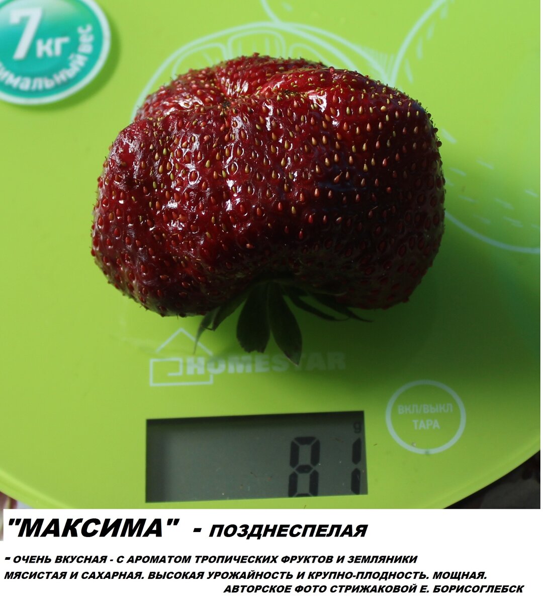 коллекция сортов клубники Стрижаковой Елены