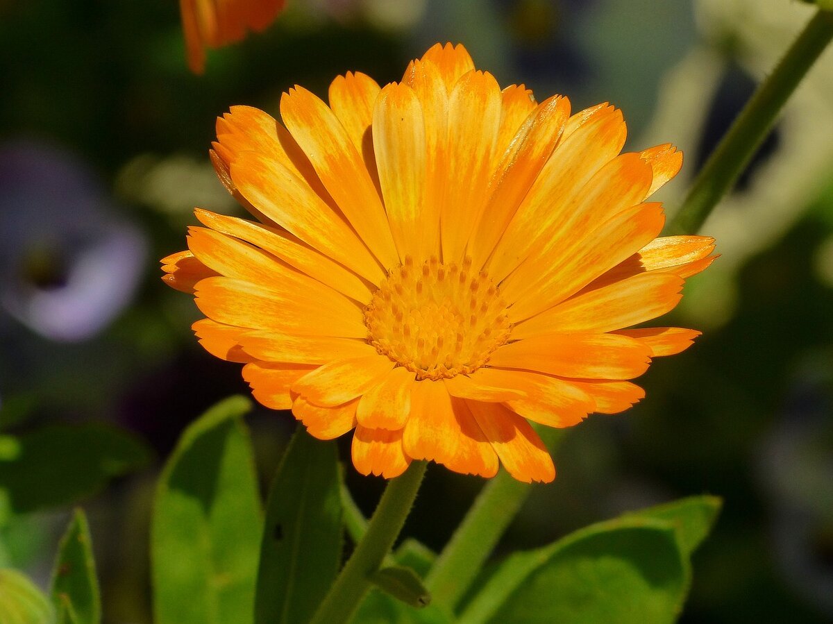 Calendula officinalis l календула лекарственная