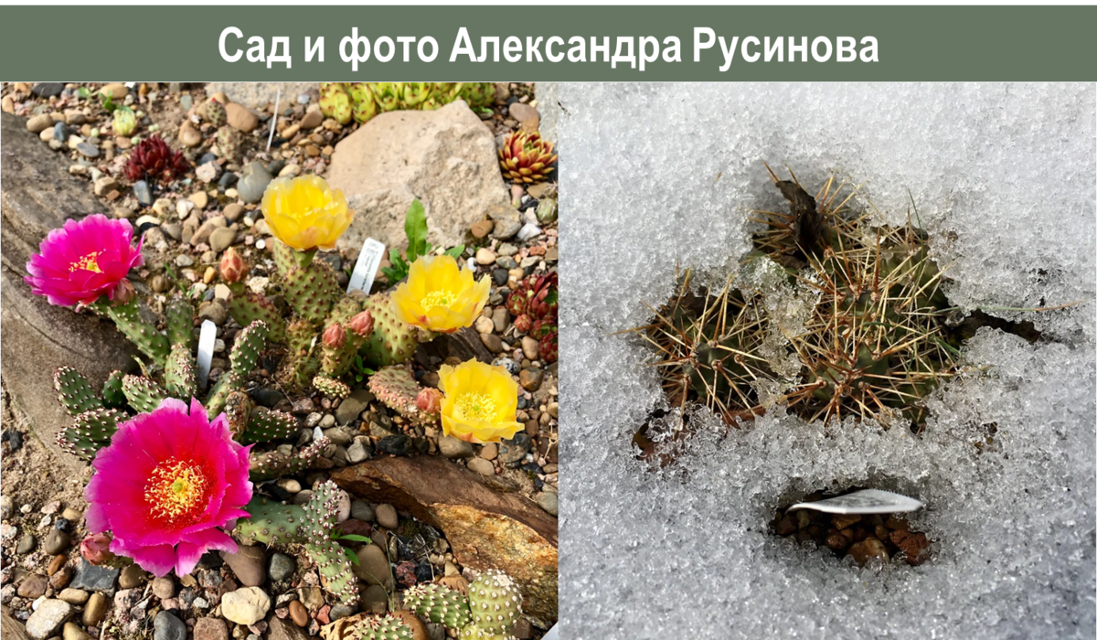https://zen.yandex.ru/media/rusinovsad/rasskazyvaiu-kak-vyrastit-kaktusy-na-urale-v-otkrytom-grunte-601ec7a9d96a1a50b896c8f0