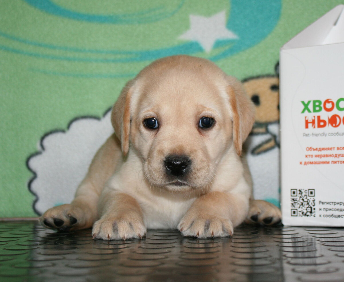 Палевый щенок лабрадора в питомнике ВАЛНЕРИЗ возраст 35 дней.