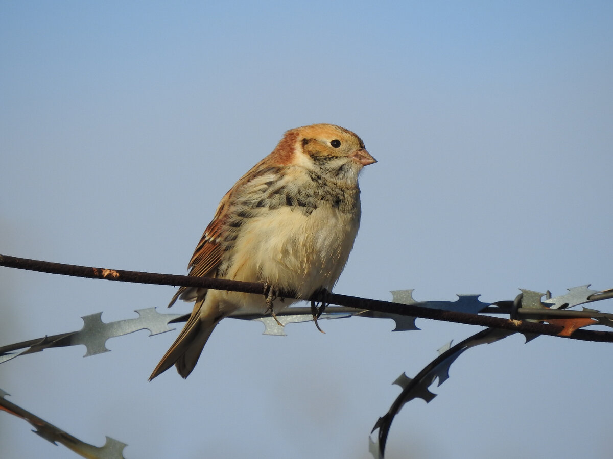 Лапландский подорожник, 30 сентября 2022, Екатеринбург, фото автора