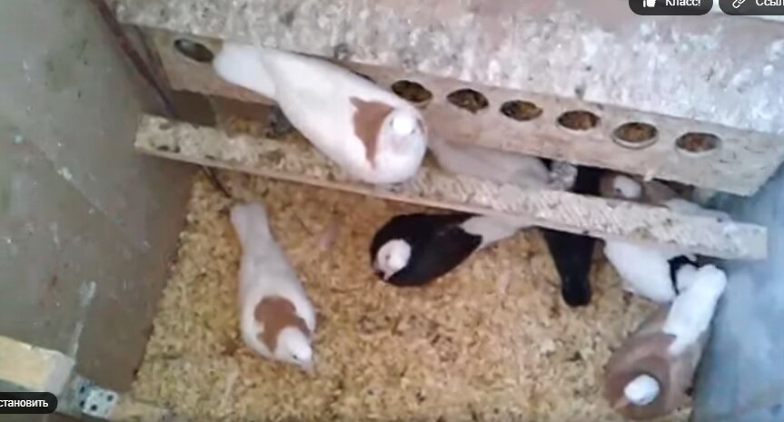 мои первые голубята на балконе, это 2016 год, извиняюсь за качество фото