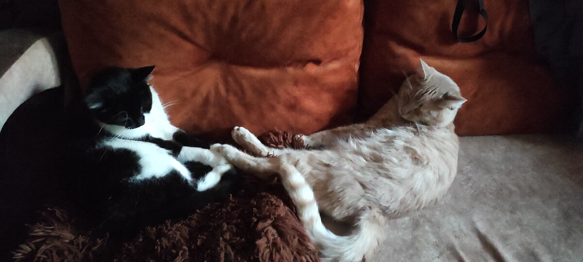 Вася и Персик