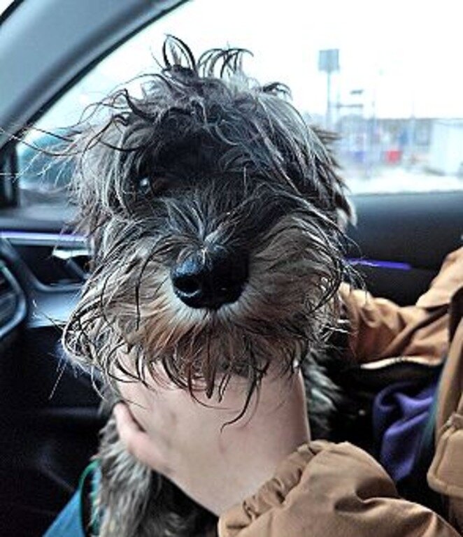 Лёля едет в машине