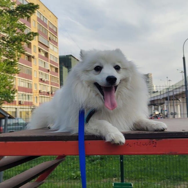 Японский шпиц - Белый Лекарь Блад. https://vk.com/beliy.lekar