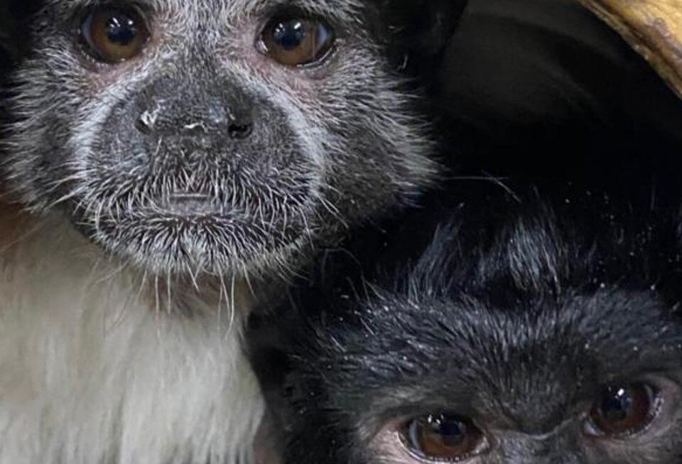     Несколько экзотических животных изъяли из зоомагазина на Марксистской улице в Москве  прокуратура Москвы