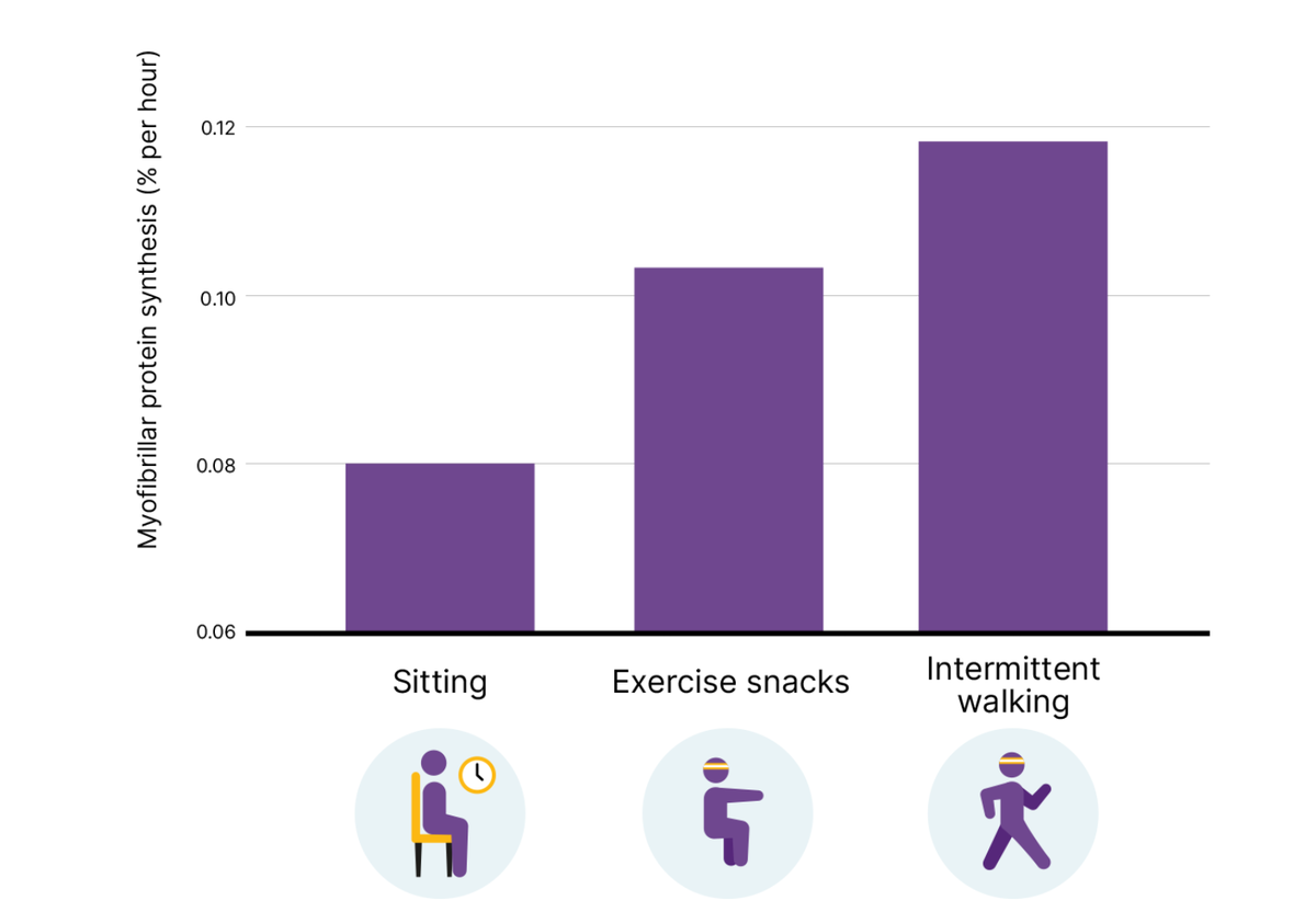 Влияние сидения, приседаний и ходьбы на синтез миофибриллярного белка.
