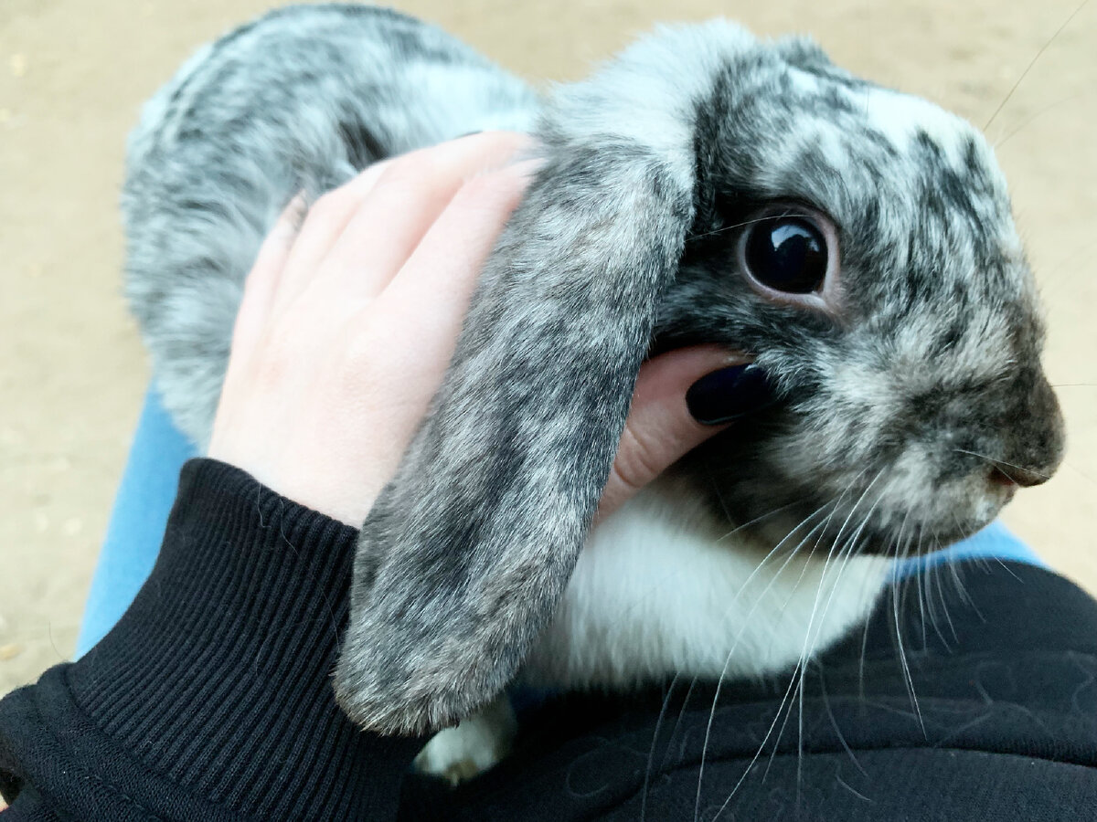 Стеша на прогулке