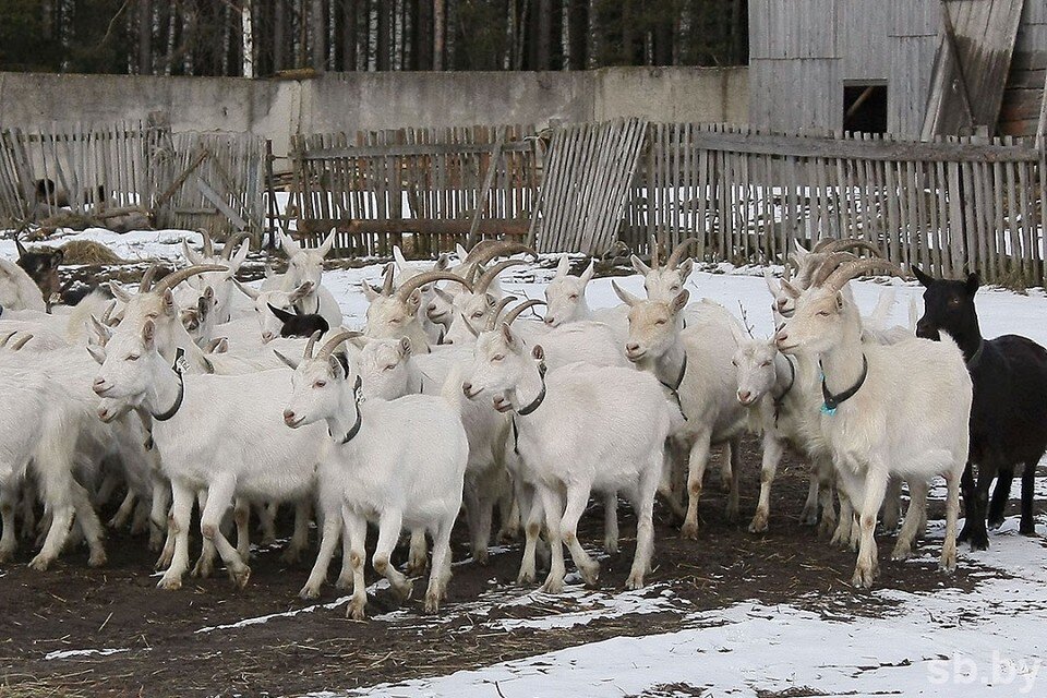     Белорусские ученые могут выделять лактоферрин из молока от трансгенных коз. Фото: sb.by