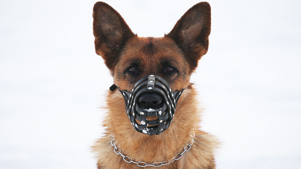 Аллергия у собак