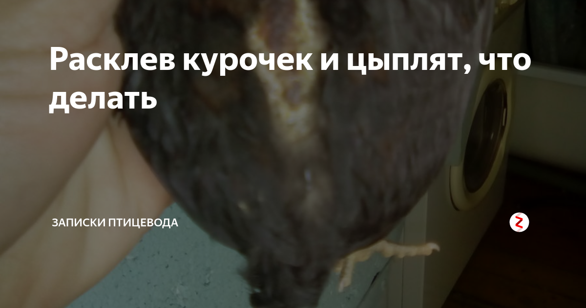 Расклеит или расклеет. Расклёв у цыплят что делать. Расклев у кур каннибализм. Причины расклева у цыплят