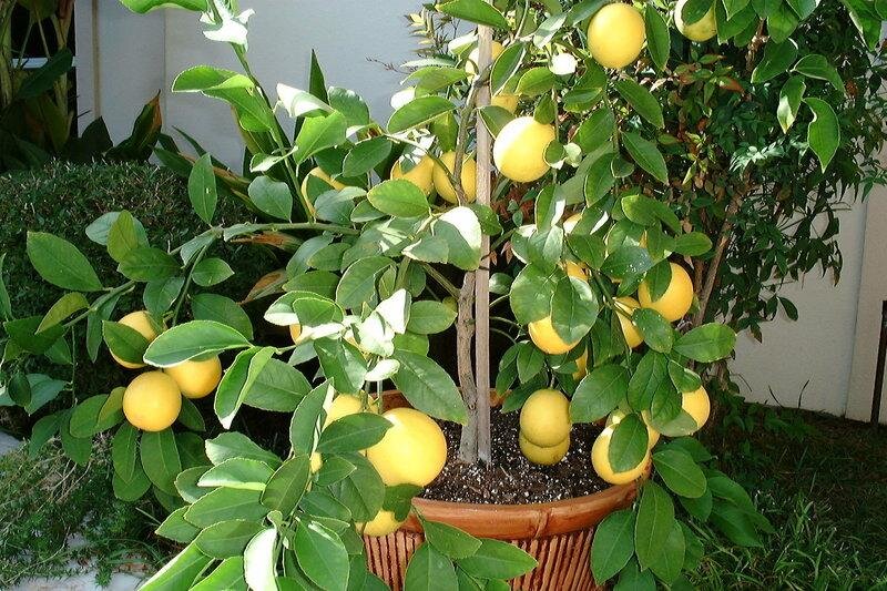 Комнатный лимон: правильный уход в домашних условиях