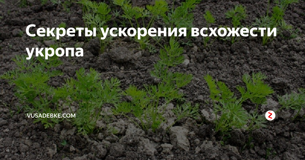 Всхожесть семян укропа лет. Укроп всхожесть. Всхожесть семян укропа. Семена укропа всхожесть. Фото всхожести укропа и моркови.