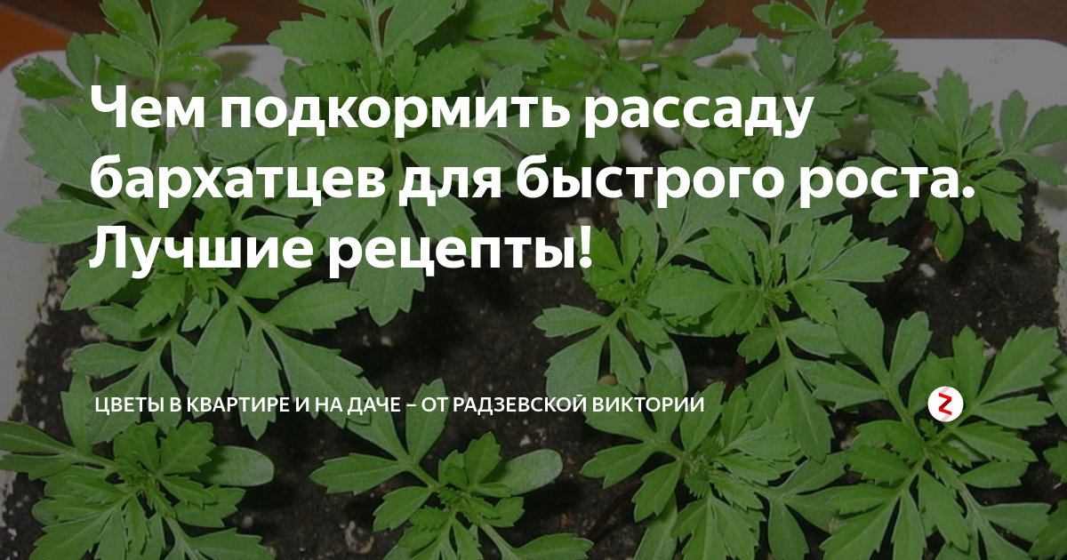 Чем подкормить рассаду бархатцев. Рассада бархатцев. Чем подкормить бархатцы рассаду. Чем подкормить всходы бархатцев. Чем подкормить рассаду бархатцев для быстрого роста и цветения.