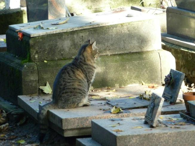 Меня выбежал встречать кот, когда я приехал на кладбище. Первая мысль которая была - так это местный кушать хочет. Отломил ломоть пирога и дал ему.