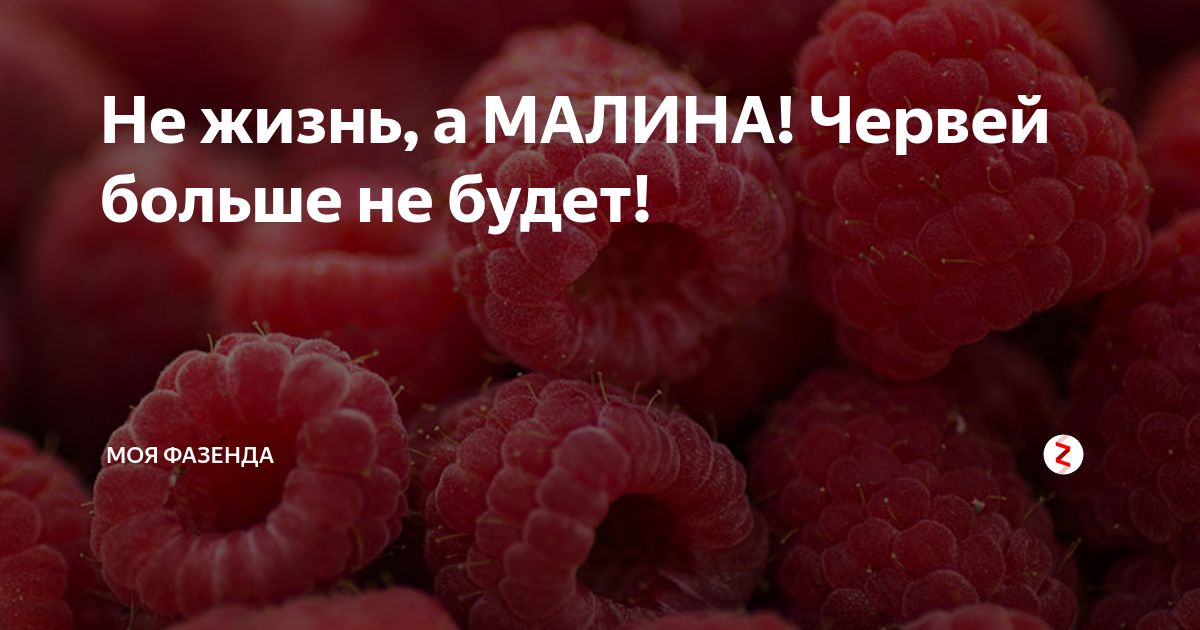 Жизнь малина фото