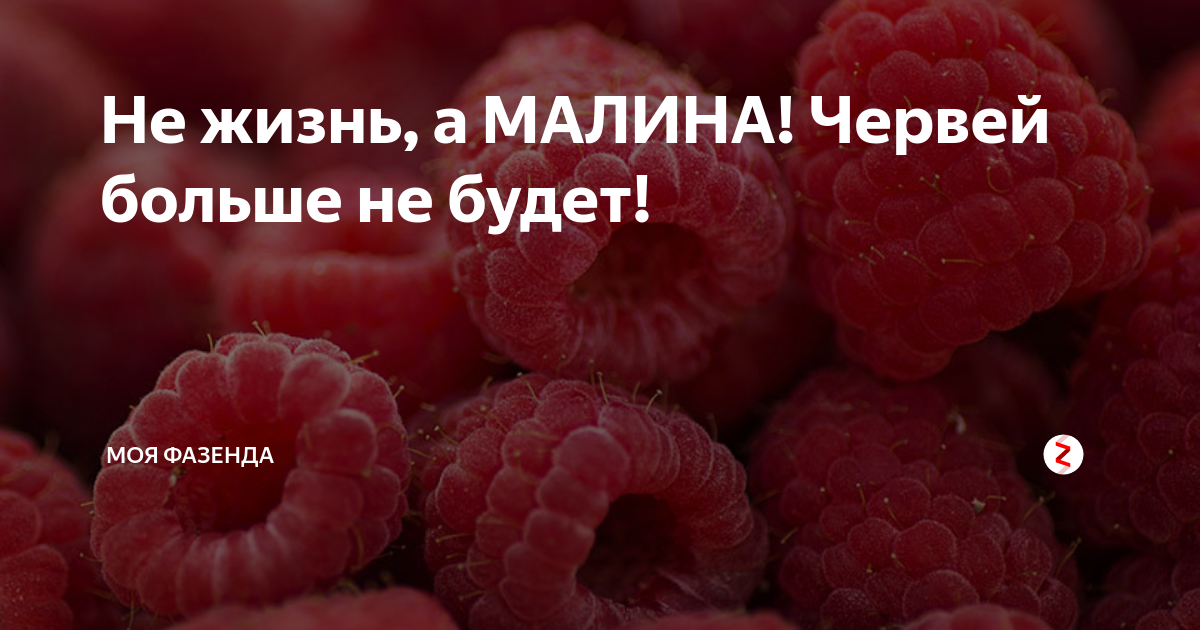 Чтобы жизнь малиной не казалась. Малина полезные свойства. Малина польза. Чем полезна малина. Лечебные свойства малины.