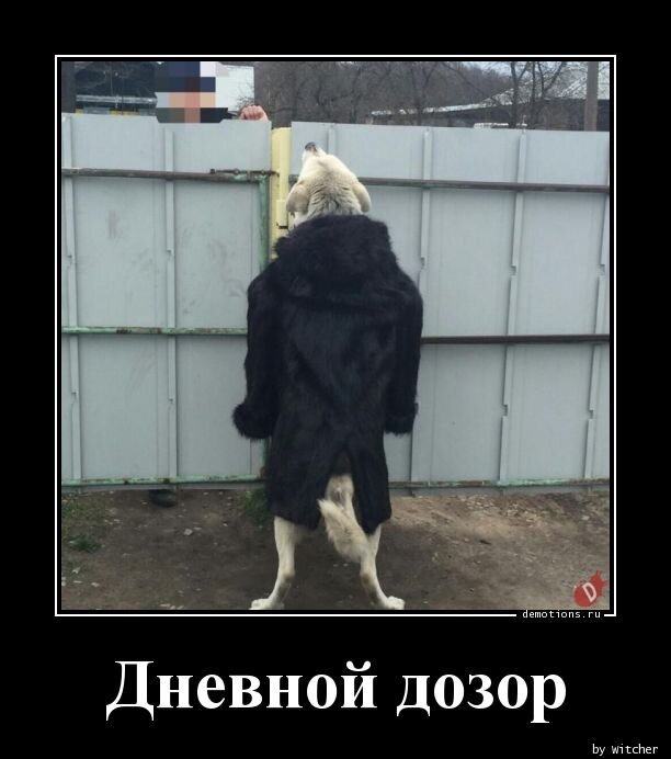 ОСТОРОЖНО - во дворе - собака в пальто