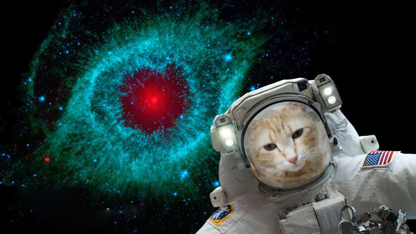 Кот на фоне туманности Улитка. Фото: Phys.org
