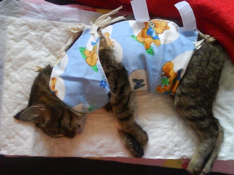 Как кормить после стерилизации. Кошка после стерилизации. Пеленка для кошек после стерилизации.