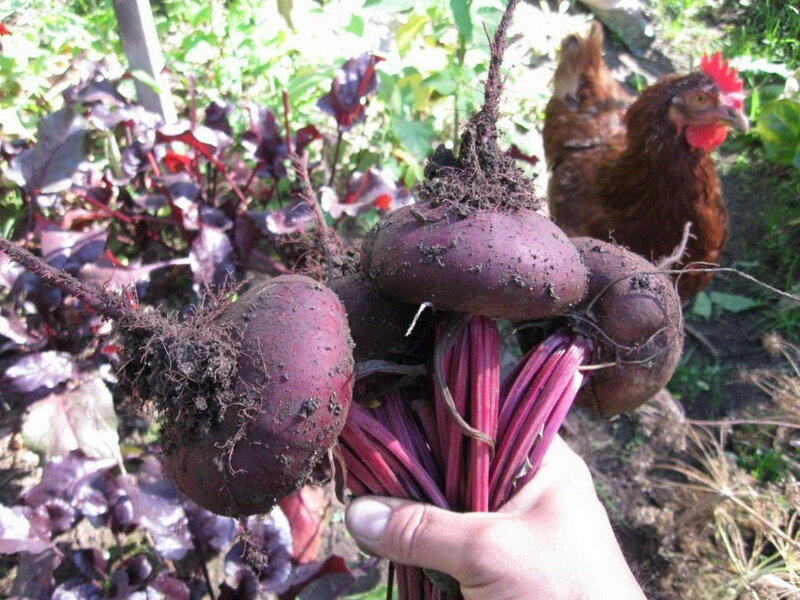 Какие сорта свеклы можно сажать под зиму. Подзимние сорта свекла. Какие сорта свеклы можно сажать под зиму. Какие сорта свеклы можно сажать под зиму. Семена свекла болтарди f1.