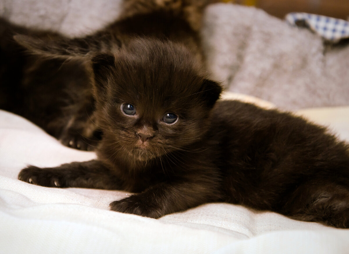 Пока малыши получают материнское молоко - они в безопасности