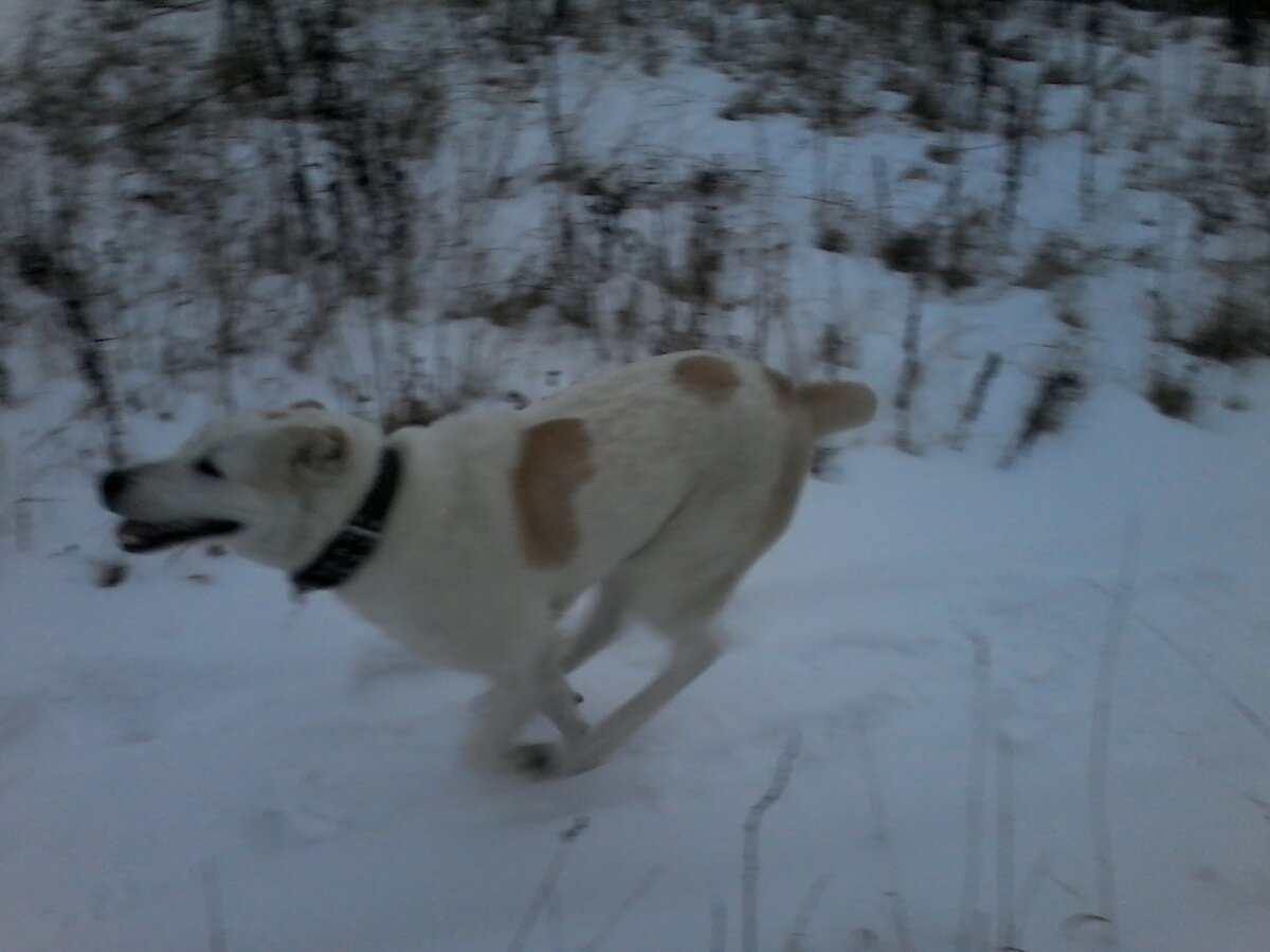 наша лошадка))