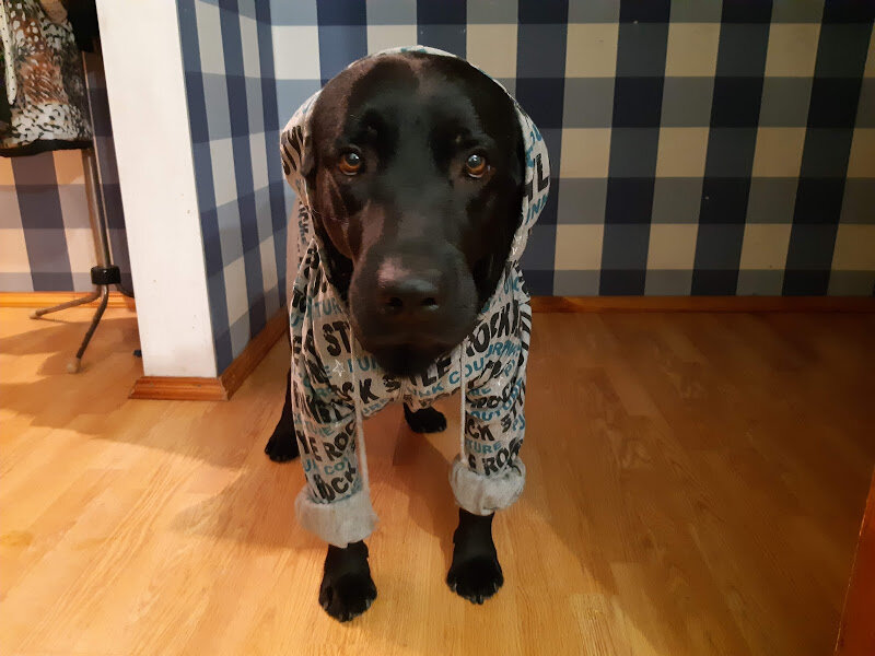 Это я Гуф Лабрадорович