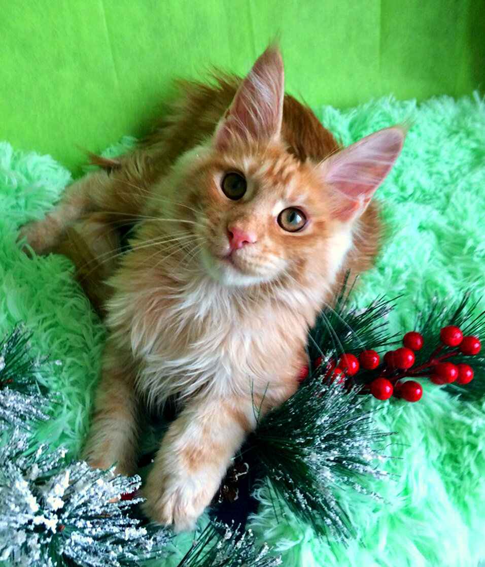 котёнок из питомника Adamand-coon