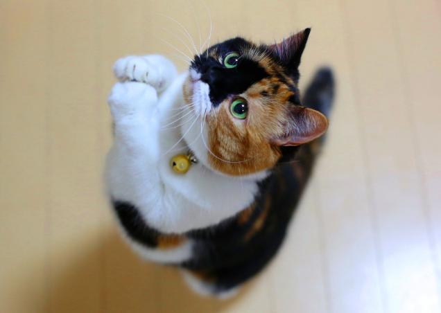 Как отучить кота орать у миски и требовать что-то голосом? | Питомцы  Mail.ru | Дзен