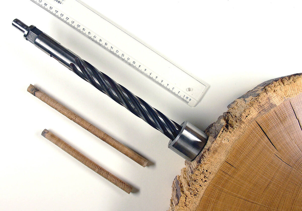 Возрастной бурав и цилиндрические образцы древесины (керны).