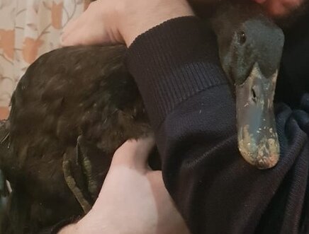 Крябля.