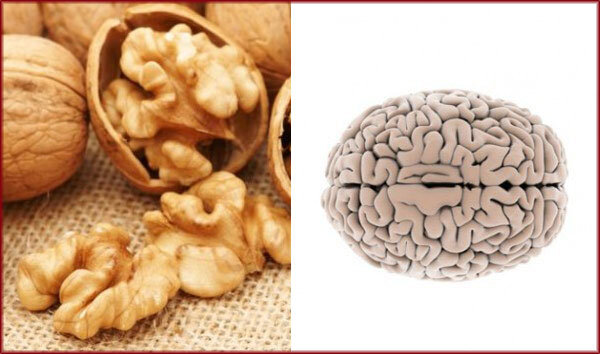 Грецкие орехи похожи на мозги. Грецкий орех и мозг. Орехи для мозга. Грецкий орех и мозги. Орех похожий на мозг.