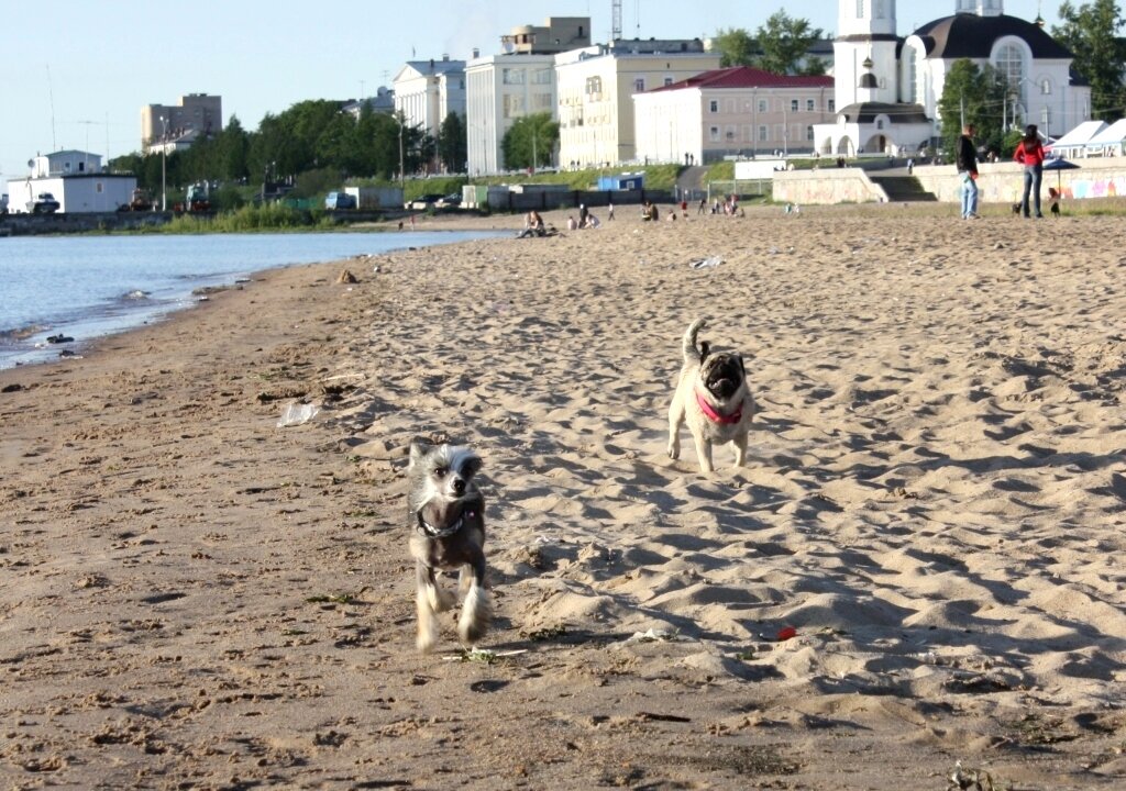 Маленький Гизмо на прогулке с подругой Марго в городе