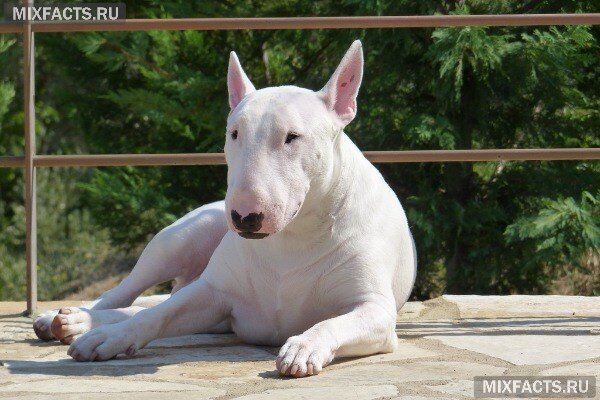 
 бультерьер
 