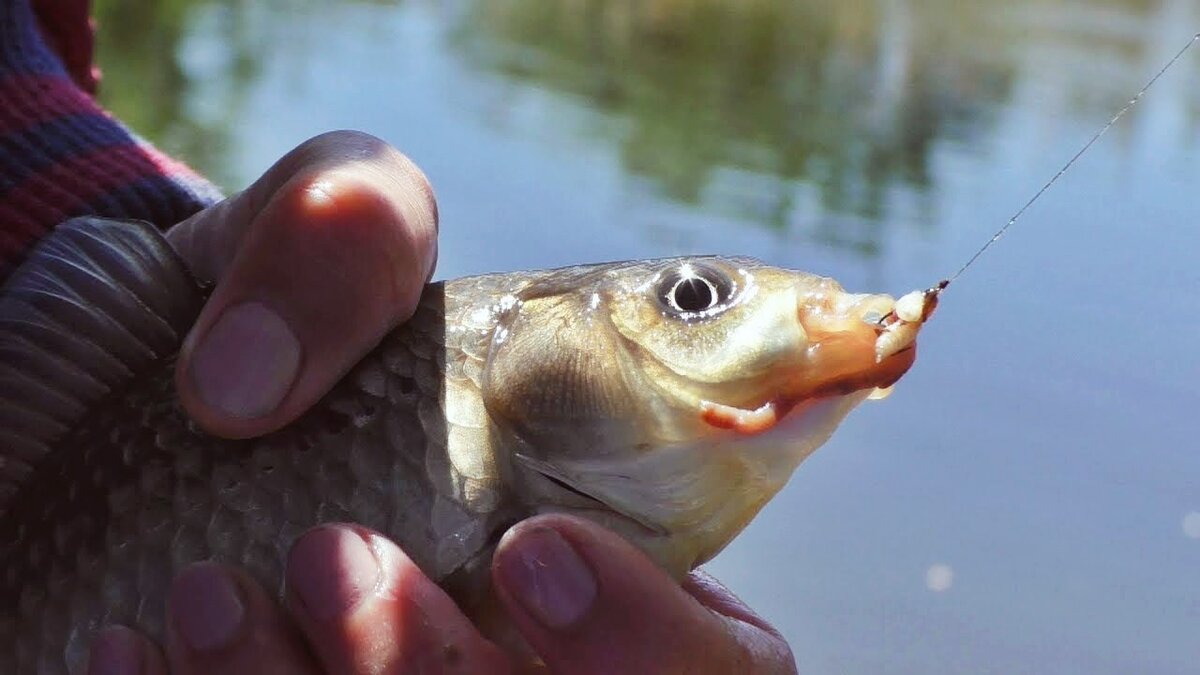 Карась на "бутерброд"