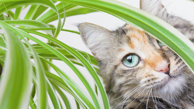 Случается,  что домашние кошки начинают без разбора дегустировать все комнатные  растения. А ведь некоторые из них ядовиты и могут нанести серьезный вред  здоровью животного.-2