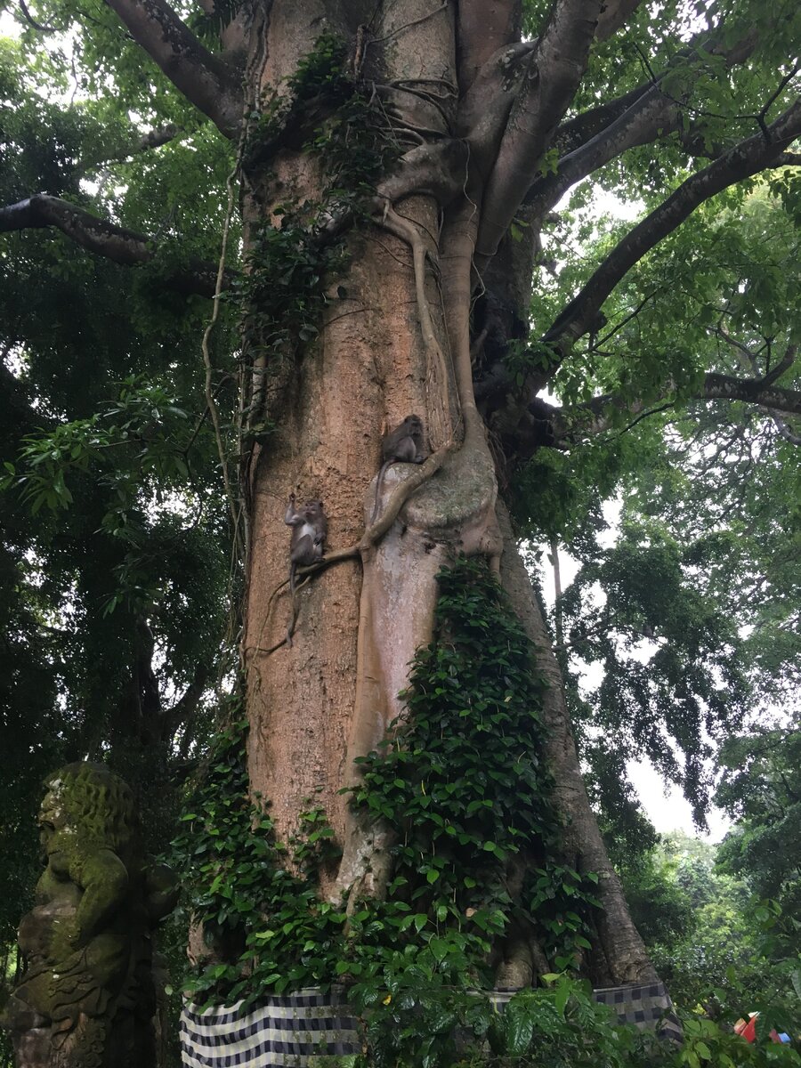 Наблюдатели :)