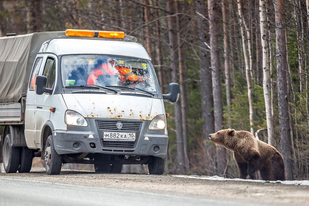 Фото медведь на дороге