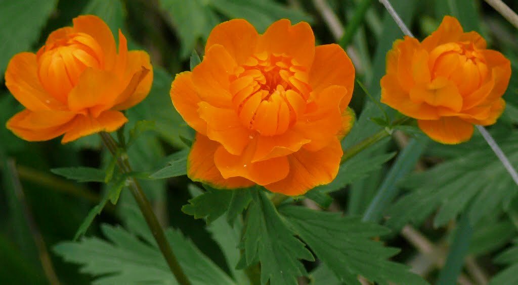 Trollius altaicus
