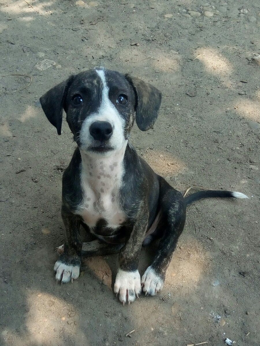 Ну вот как такую выгнать? Кот из "Шрека" отдыхает.