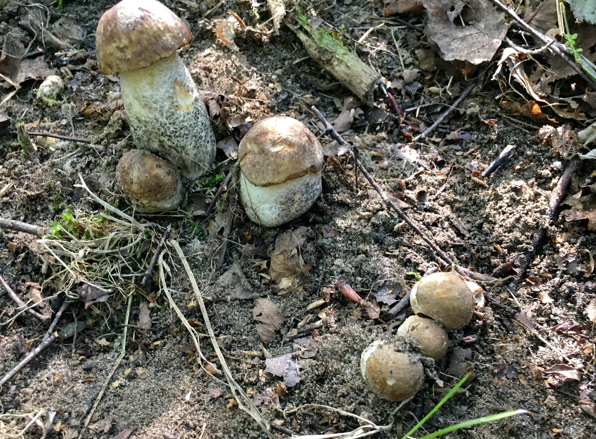 Семейка подосиновиков. Фото автора статьи.