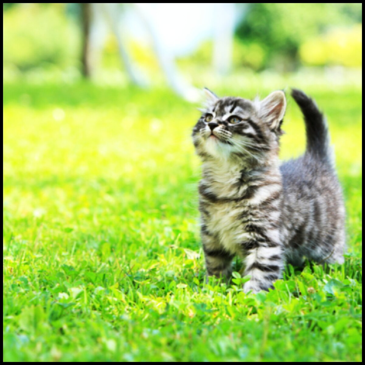 Кошки. Как понять кошку? 
