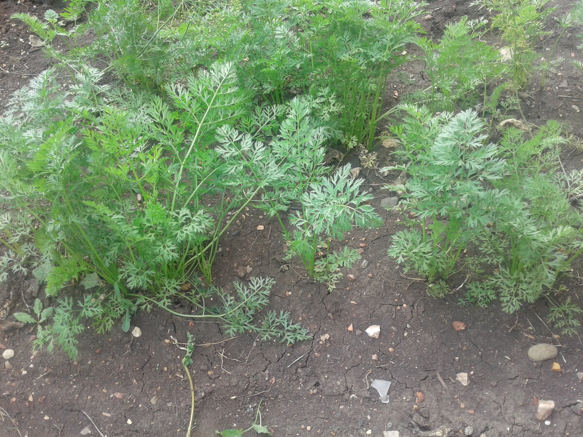 Июньская морковь