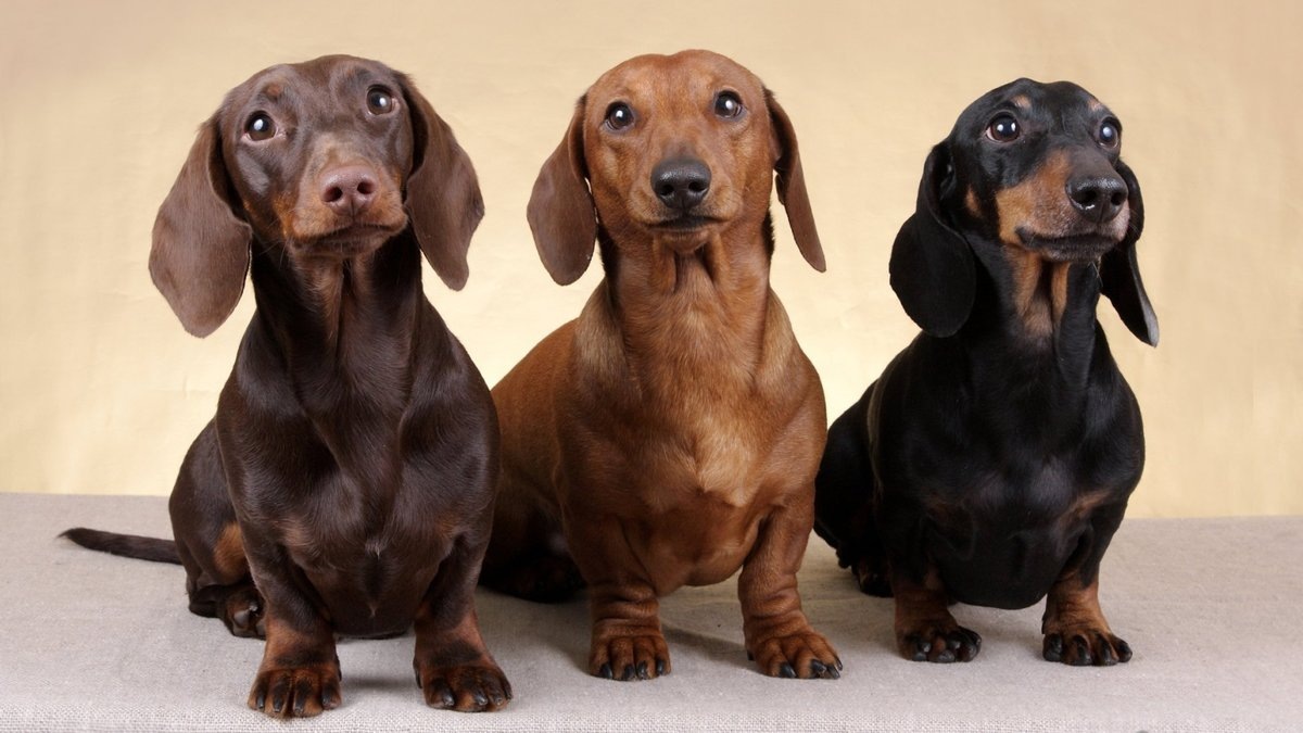 Такса Гавр во время прогулки в лесу dachshund Gavr | Собаки, Такса, Фотографии животных